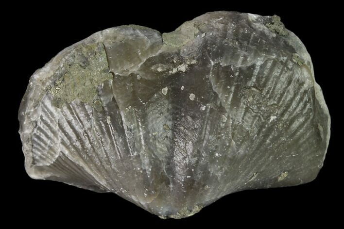 Pyrite Replaced Brachiopod (Paraspirifer) Fossil - Ohio #160079